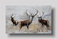 stags, sketch 3 watercolour